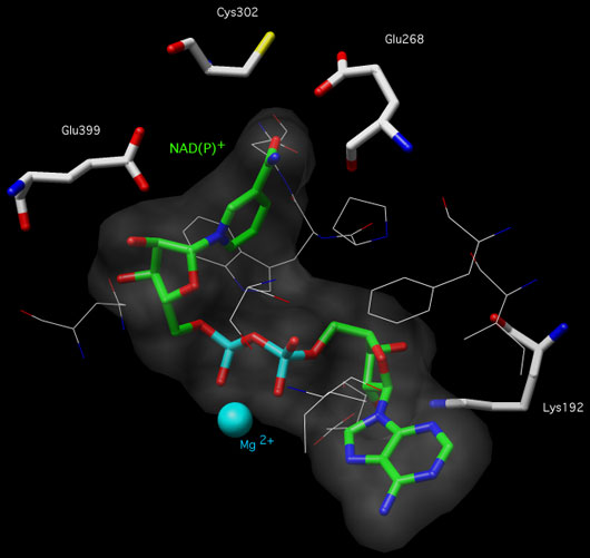 Chimera picture of the active site ALDH2 with labeled amino acids and NAD